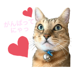 [LINEスタンプ] たいちゃんとルズガル♡