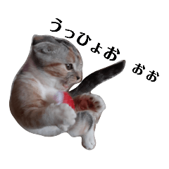 [LINEスタンプ] どんぐりにゃんこ①