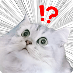 [LINEスタンプ] ペルシャ猫写真スタンプ こはる＆ひより