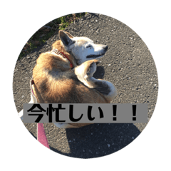 [LINEスタンプ] 愛犬花4