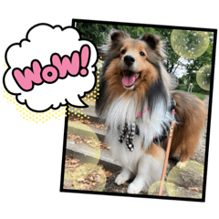 [LINEスタンプ] 本日もシェルティ日和。