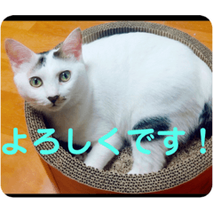[LINEスタンプ] みい＆めいPart3