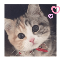[LINEスタンプ] 毎日ほっこりさくちゃん5