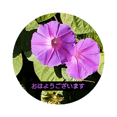 [LINEスタンプ] 花のあいさつスタンプ
