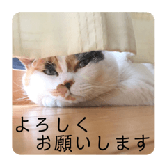 [LINEスタンプ] ビジネスニャーちゃんのスタンプ