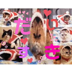 [LINEスタンプ] ニャンコ先生達