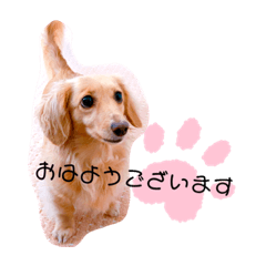 [LINEスタンプ] クレマ☆のんびりわんこ