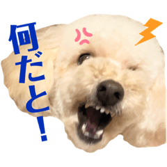 [LINEスタンプ] トイプードルのムギ2（修正版）