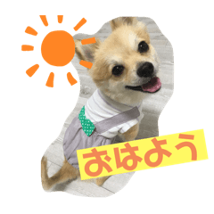 [LINEスタンプ] ぽめちーの日常