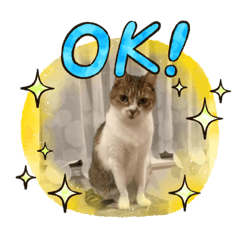 [LINEスタンプ] きららとチビたん専用スタンプ