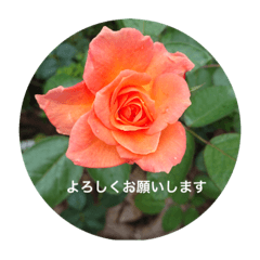 [LINEスタンプ] 綺麗なバラのスタンプ