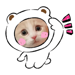 [LINEスタンプ] 毎日使う猫のりきゅう