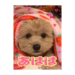 [LINEスタンプ] たぬちゃん 2