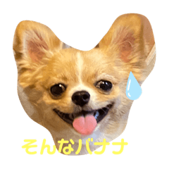 [LINEスタンプ] やんちゃなししまるNo2