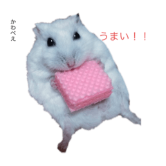 [LINEスタンプ] われらのハムと猫