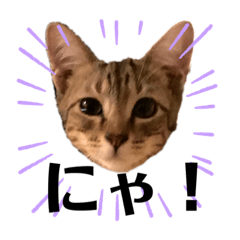 [LINEスタンプ] 猫のコロン