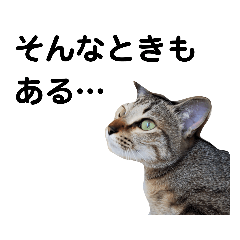 [LINEスタンプ] ねこのちくわ あいさつ