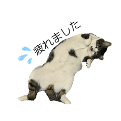 [LINEスタンプ] くろぷーとねこ