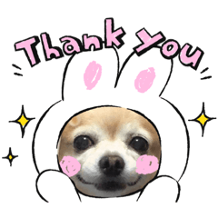 [LINEスタンプ] チワワのジェスくん