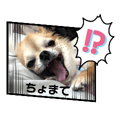[LINEスタンプ] チワワver2