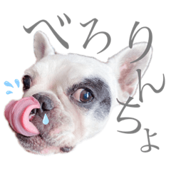 [LINEスタンプ] よもちゃんふぁみりー