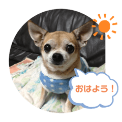 [LINEスタンプ] キングとイブとシロ No1