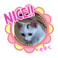 [LINEスタンプ] しょうちゃんちのおよめさんのもずくちゃん