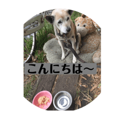 [LINEスタンプ] 愛犬花6