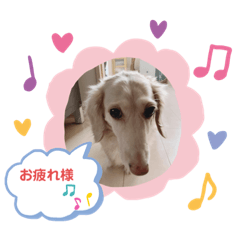[LINEスタンプ] コロンちゃんの可愛いスタンプ