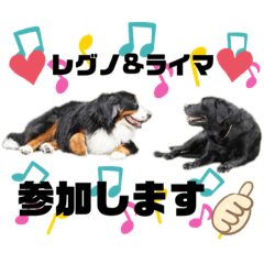 [LINEスタンプ] 黒ラブライマ＆バーニーズレグノのスタンプ2