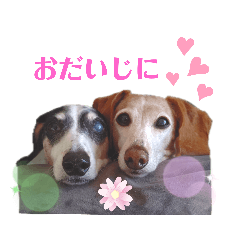 [LINEスタンプ] ホムワト3