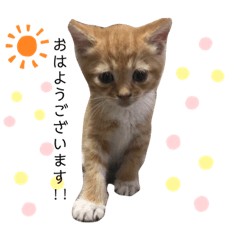 [LINEスタンプ] 立ち耳スコティッシュのやんちゃ猫