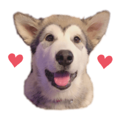 [LINEスタンプ] アラスカンマラミュートのせさみくん2