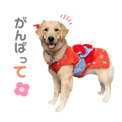 [LINEスタンプ] ゴールデンレトリバーのるな②