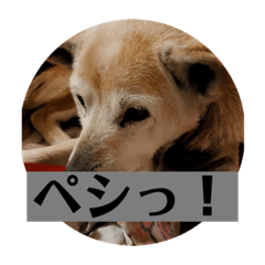 [LINEスタンプ] 愛犬花花