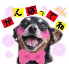 [LINEスタンプ] ミニピンのハナちゃん