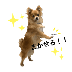 [LINEスタンプ] チャロすたんぷ