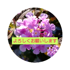 [LINEスタンプ] 花のあいさつスタンプ2