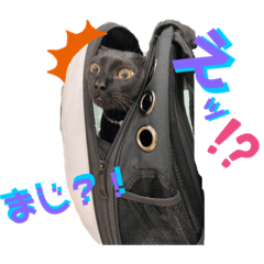 [LINEスタンプ] 保護黒猫プティのぷぅちゃん