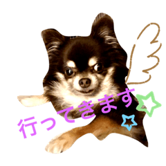 [LINEスタンプ] Chihuahua's Song ソラとリズ ③