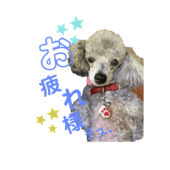 [LINEスタンプ] トイプードルのべりーちゃん。2