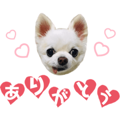 [LINEスタンプ] かわいいチワワのべべちゃん