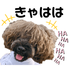[LINEスタンプ] シュナウザー(ニコル2)
