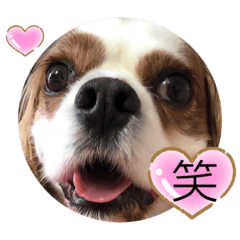 [LINEスタンプ] キャバリア♡オリバー⑦