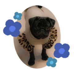 [LINEスタンプ] 黒パグすみれちゃん