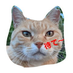 [LINEスタンプ] 遊びにくるムッキー（むつき）スタンプ。