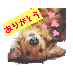 [LINEスタンプ] ダックス 写真