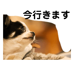 [LINEスタンプ] 愛犬  スタンプ