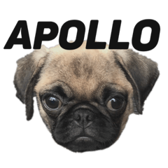 [LINEスタンプ] パグのアポロちゃん(最強にかわいい)