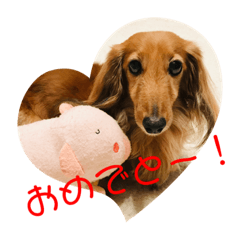 [LINEスタンプ] ダックス ジェームズ君の日常会話